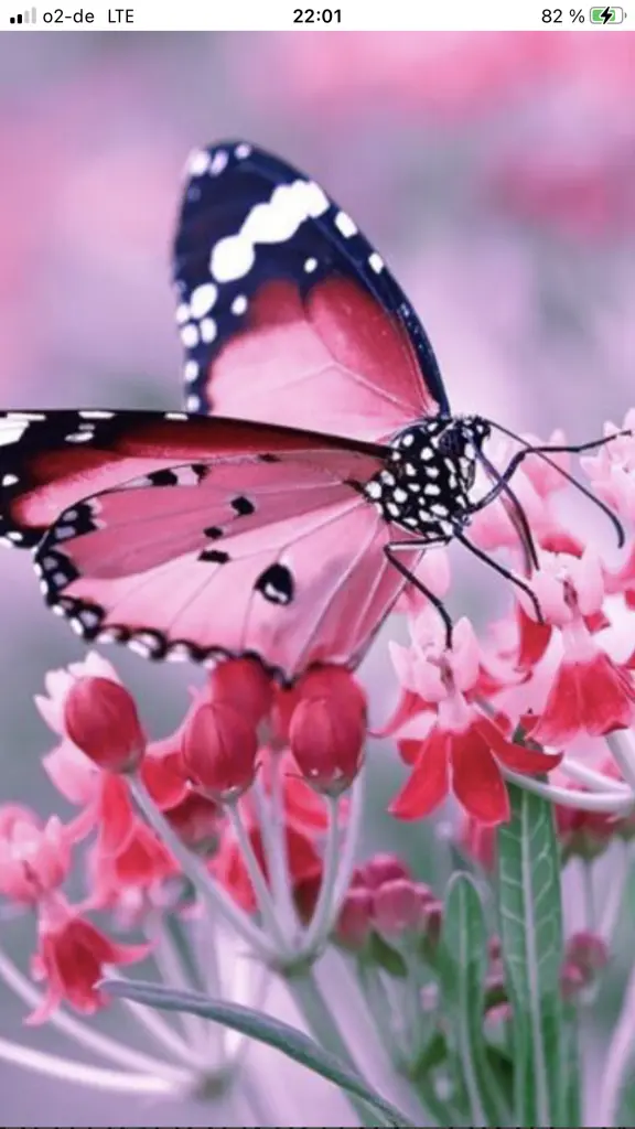 Condolence image of ♥️SEHNSUCHT♥️♥️♥️♥️