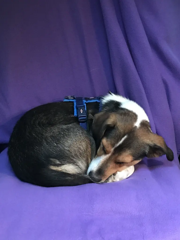 Condolence image of Heike mit Bobbie im Herzen und Teddy zur Seite