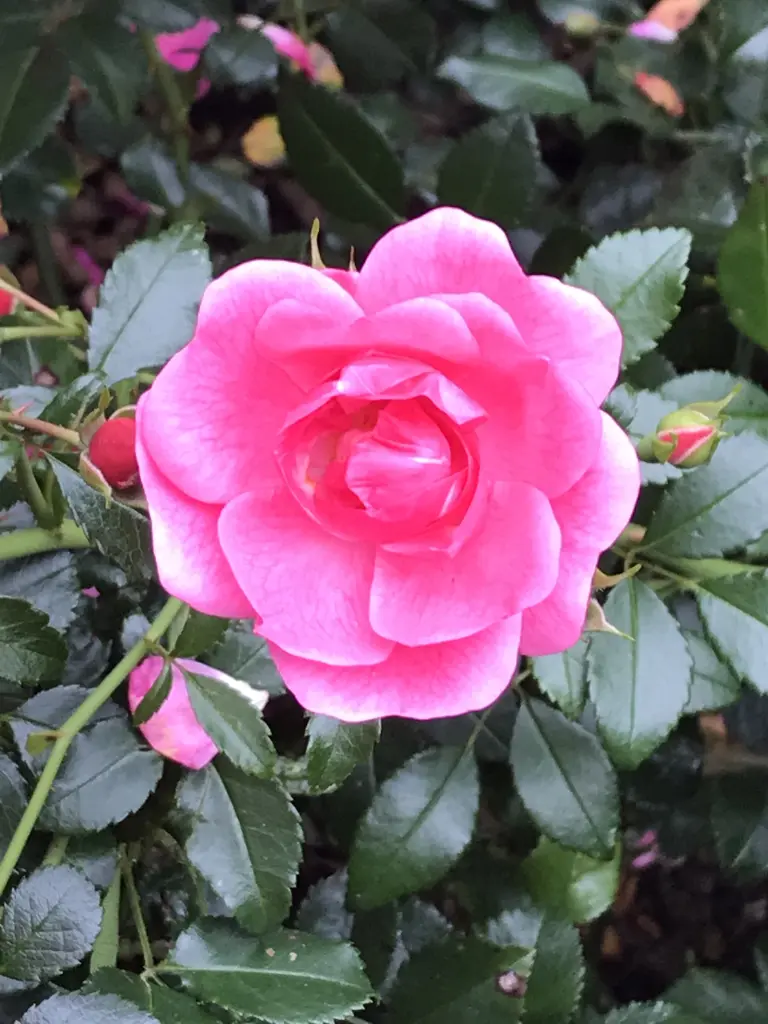 Condolence image of Für Lara von Heike