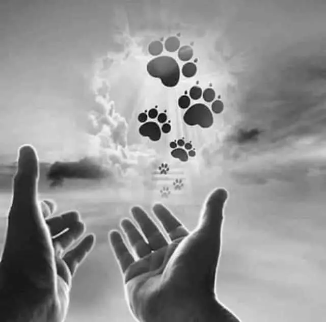 Condolence image of Janine mit Seelenhund Sheela ganz tief im Herzen ❤️