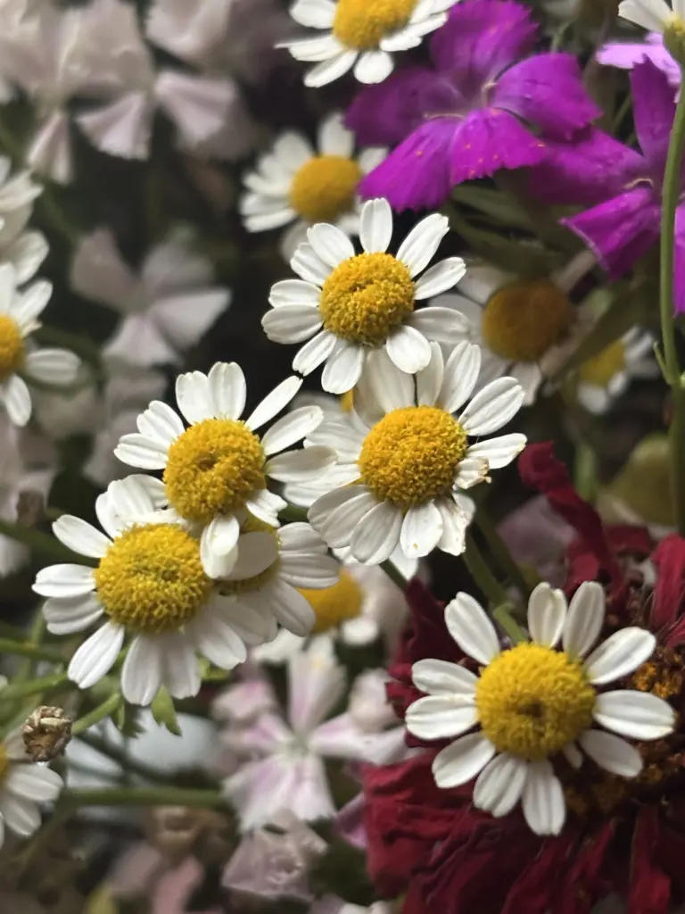 Condolence image of 🌹🌹🌹🌹🌹🌹🌹🌹🌹🌹🌹