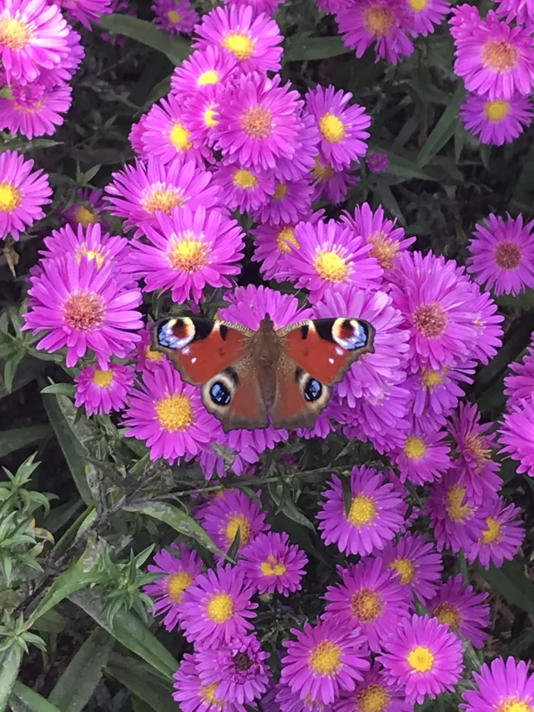 Condolence image of Heike mit Bobbie im Herzen und Teddy zur Seite