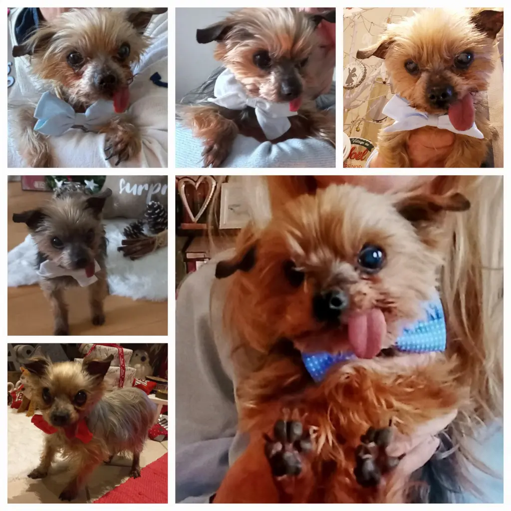 Condolence image of Kerstin ❤️Snoopy