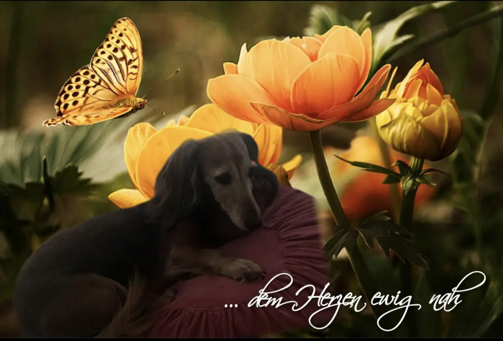 Condolence image of ♥️♥️♥️♥️♥️