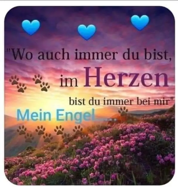 Condolence image of Janine mit Sheela tief im Herzen ❤️🐾