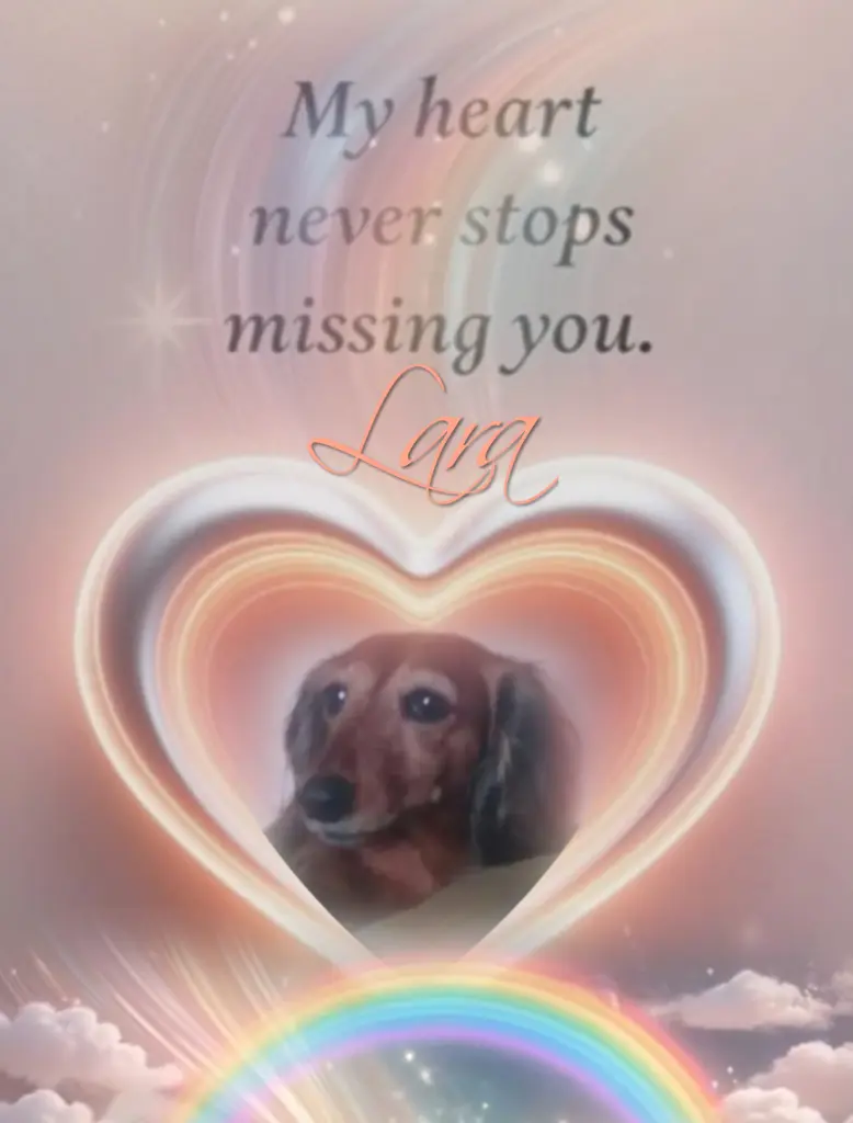 Condolence image of Lara♥️ geliebt♥️ und unvergessen♥️