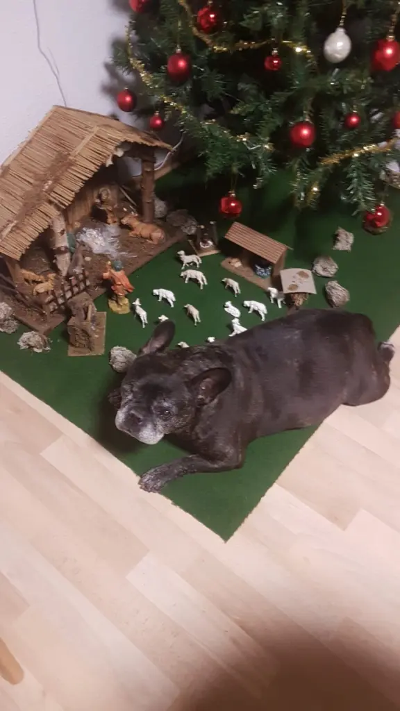 Condolence image of Alois und Gudrun mit Yoda ♥️