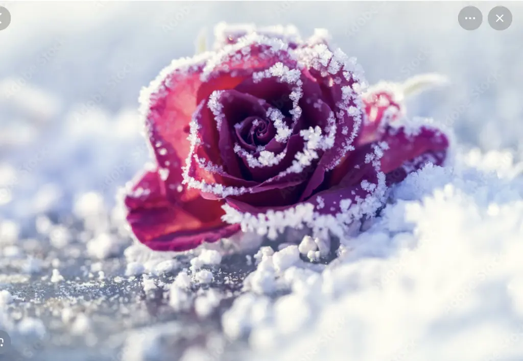 Condolence image of Wenke mit Lilli im❤️