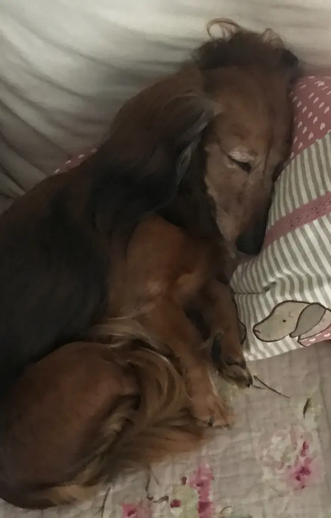 Condolence image of 🧸Süße Träume ✨⭐️