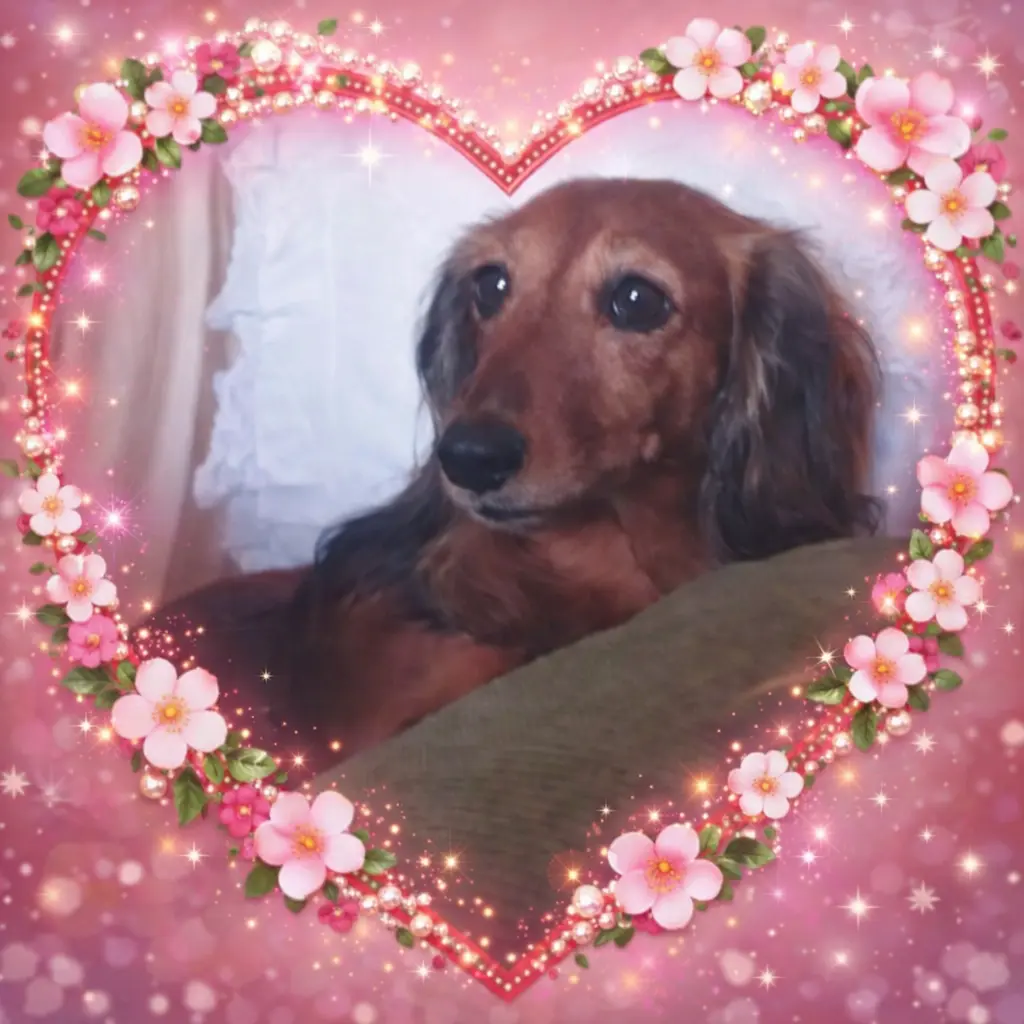 Condolence image of 🕯️🌹Liebe ♥️Sehnsucht