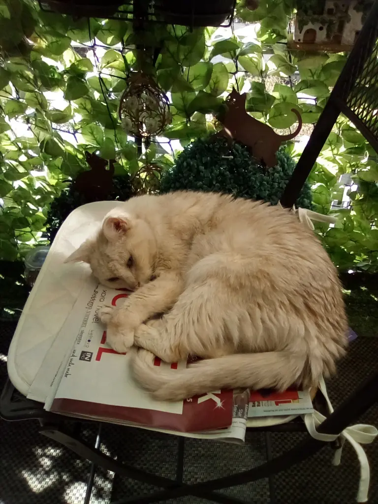 Condolence image of Beate mit Elvis, Baby, Presley und Priscilla im Herzen❤❤❤❤