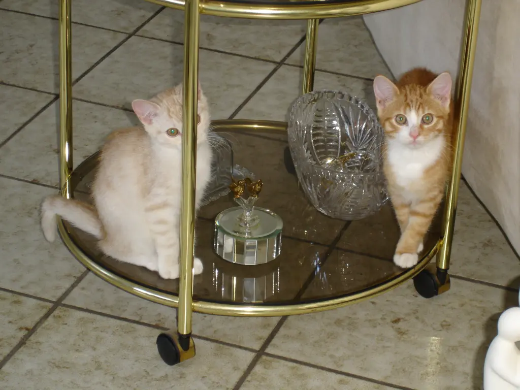 Condolence image of Beate mit Elvis, Baby, Presley und Priscilla im Herzen❤❤❤❤