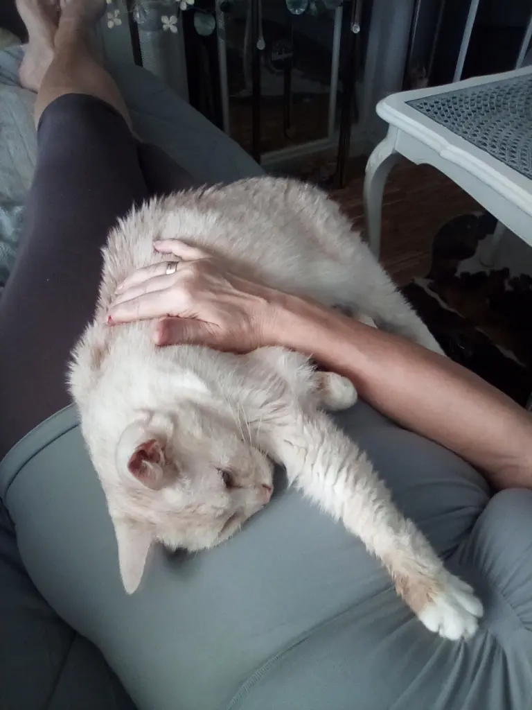 Condolence image of Danke von Priscilla❤