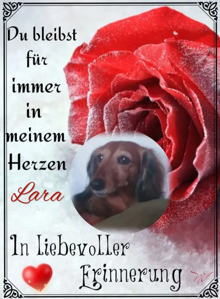 Condolence image of Lara♥️ geliebt♥️ und unvergessen♥️