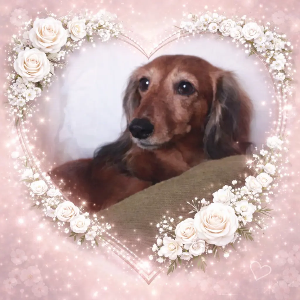 Condolence image of 🌹♥️♥️♥️♥️♥️🌹