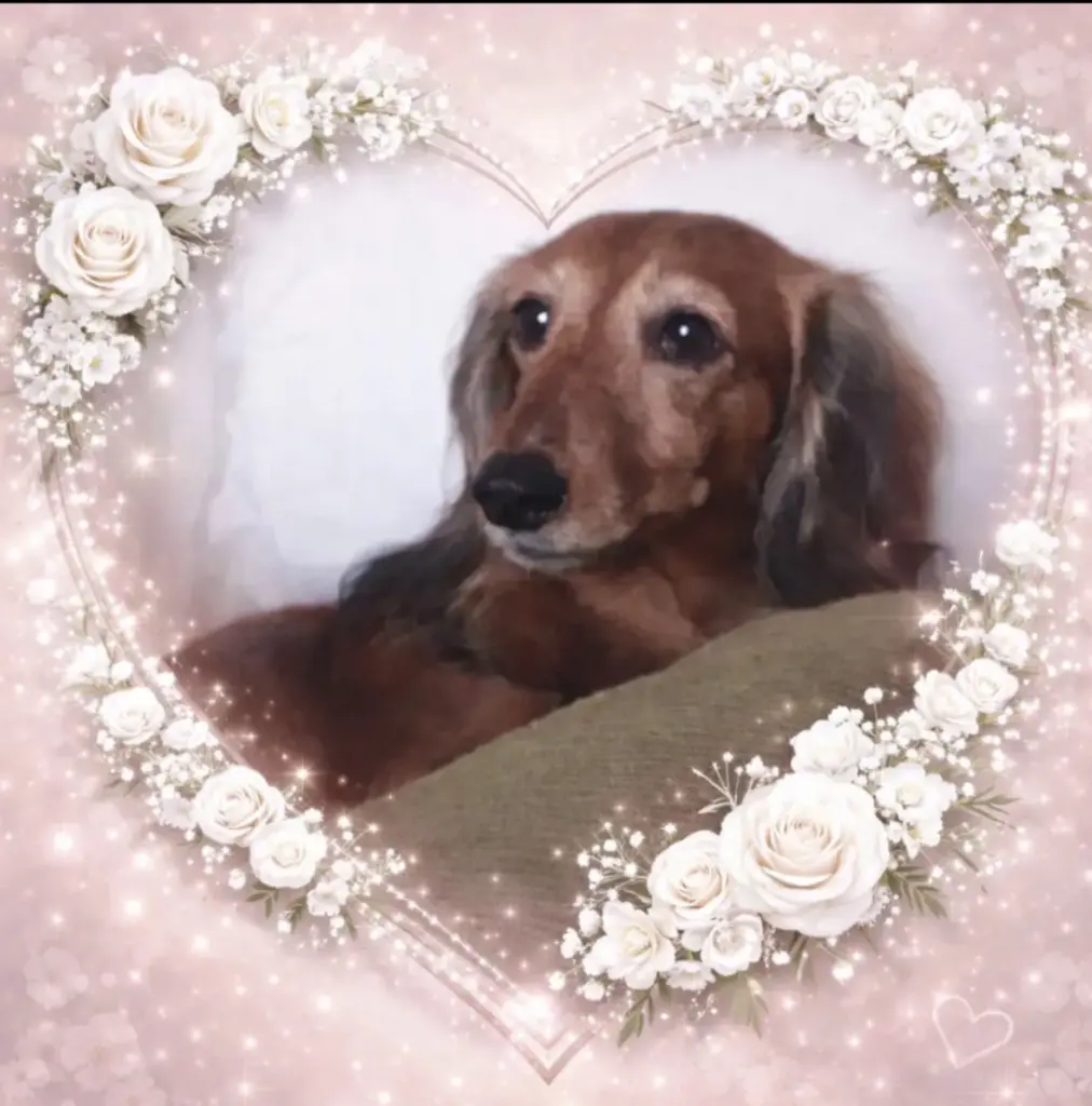 Condolence image of ♥️♥️♥️♥️♥️