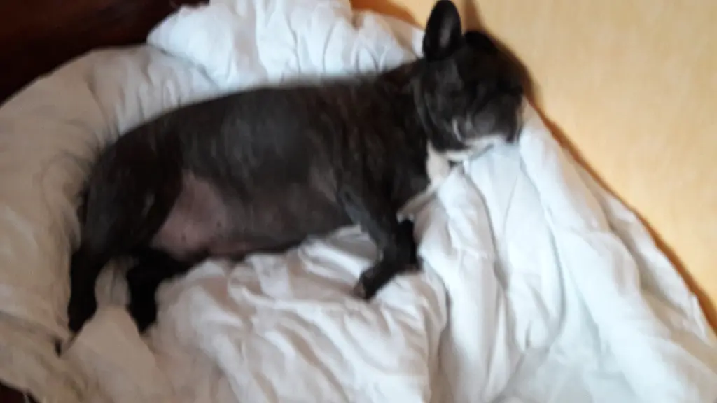 Condolence image of Alois und Gudrun mit Yoda ♥️