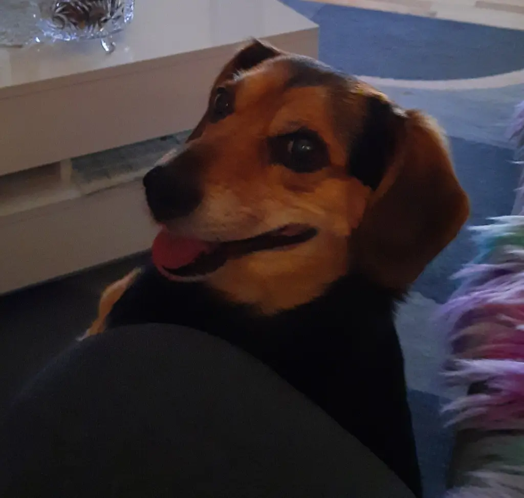 Bild von Rocky