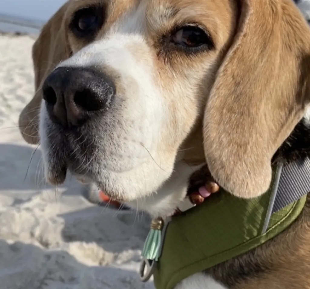 Condolence image of Wenke mit Lilli im❤️