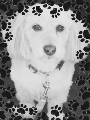 Image from Monty Ponty
