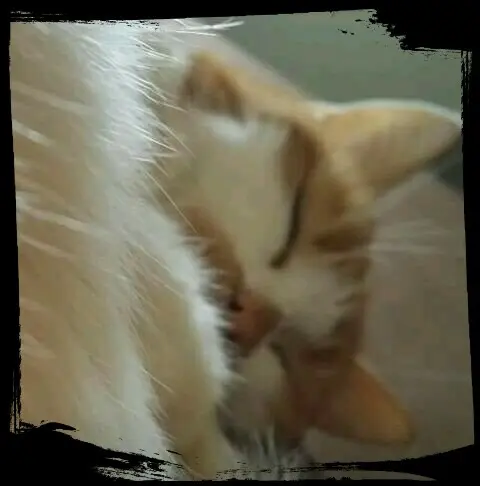 Condolence image of Martina mit Seelenkater Toni 