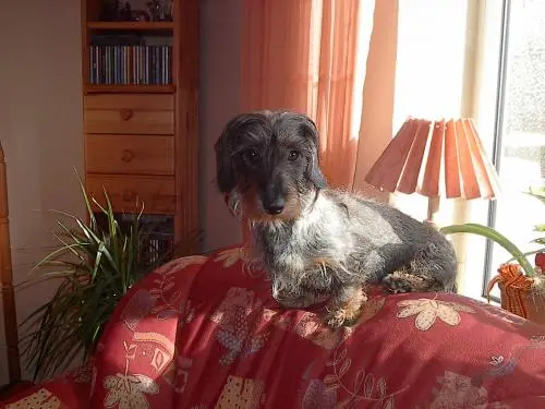 Image from Jule