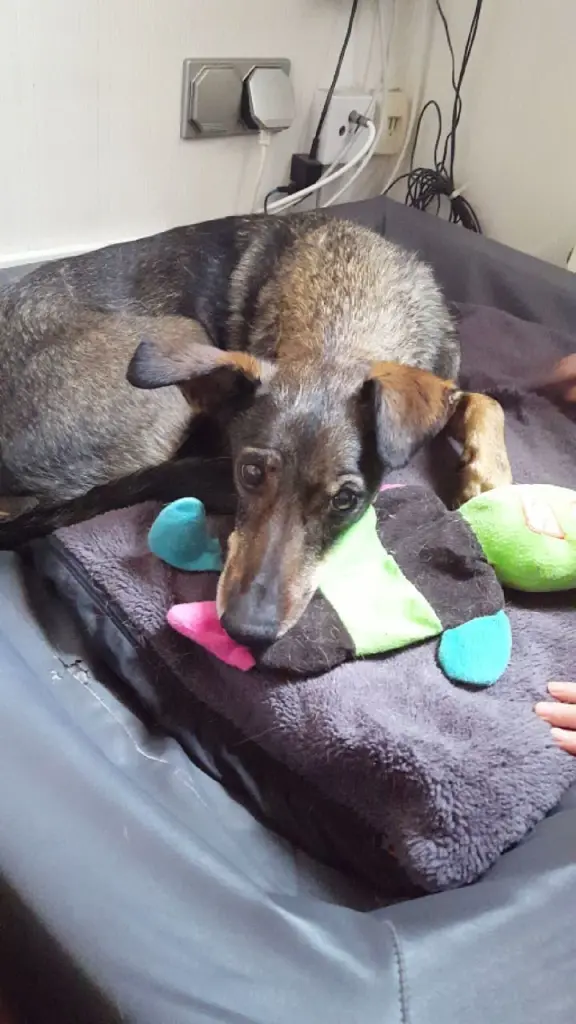 Condolence image of Saskia Ley