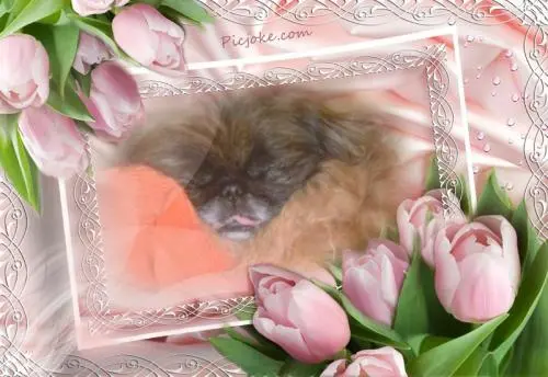 Image from meinen Seelenhund Sina