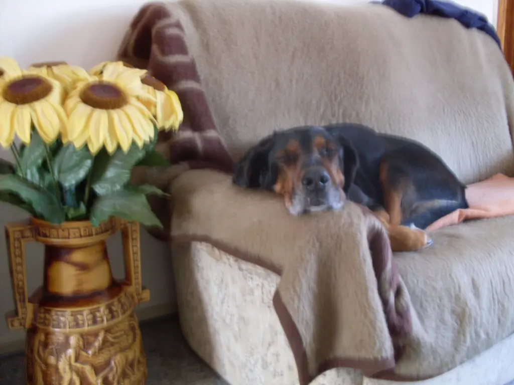 Condolence image of Helmut mit Benny im Herzen