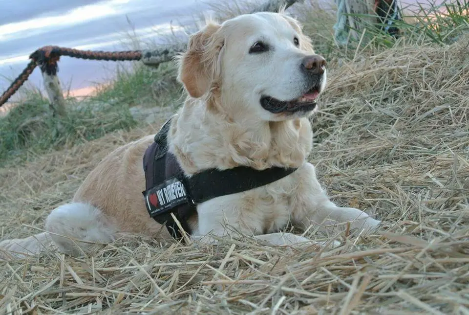 Condolence image of Jenny mit Kaya im Herzen 