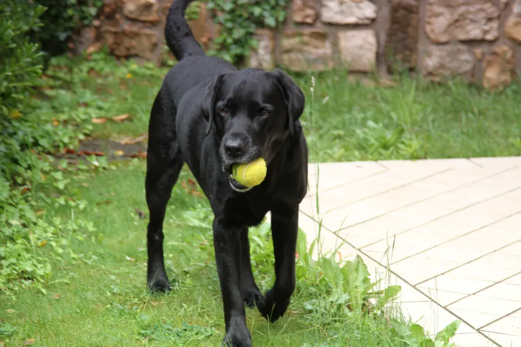 Condolence image of Heidi und Henry Wühst