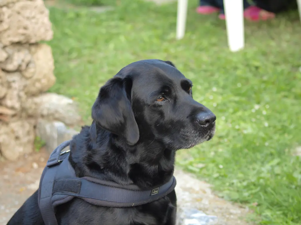 Condolence image of Henry