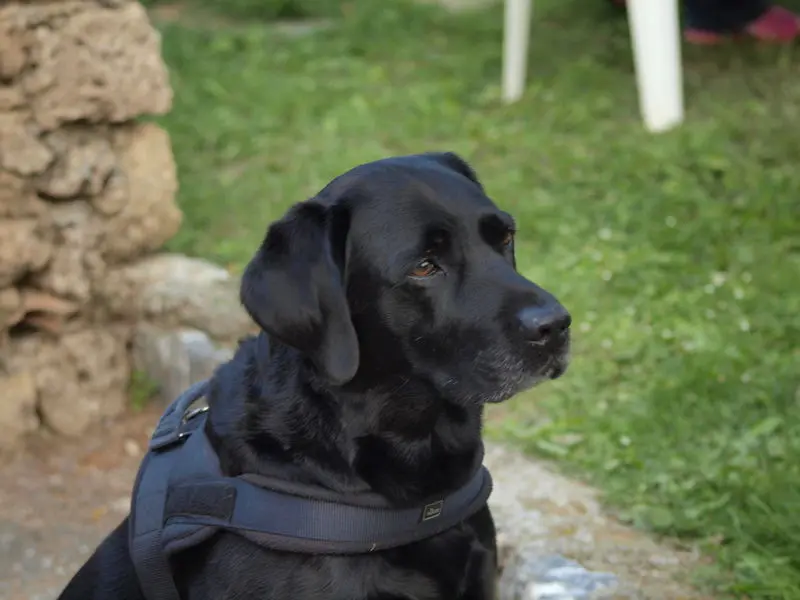 Condolence image of Heidi & Henry