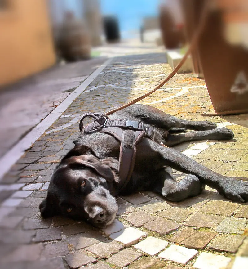 Condolence image of Heidi & Henry 