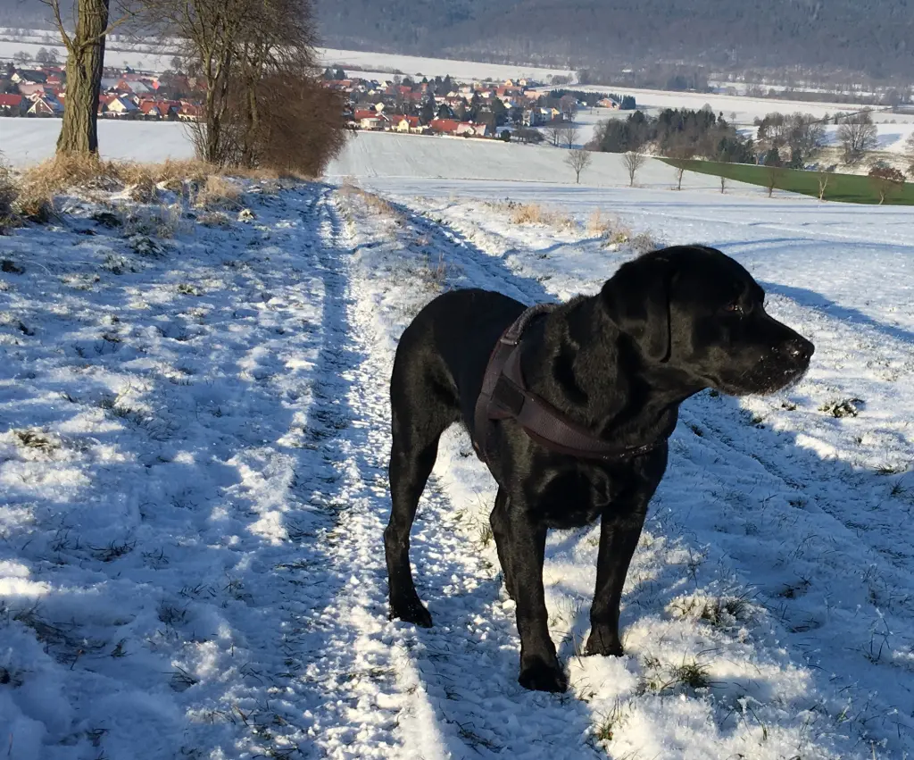 Condolence image of Heidi & Henry