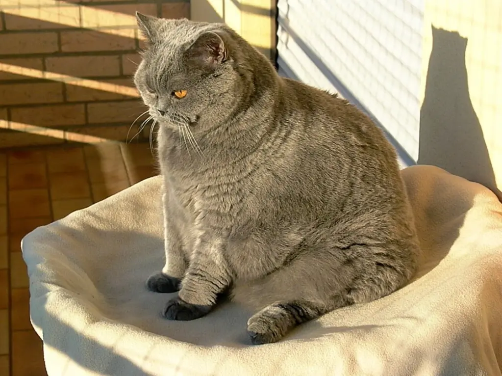 Condolence image of Hans u. Sibylle mit Momo † 13.11.2017