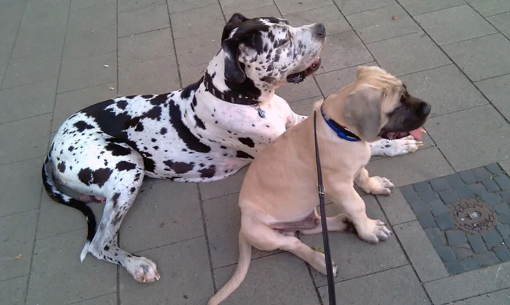 Condolence image of Daniela mit Sniper im Herzen