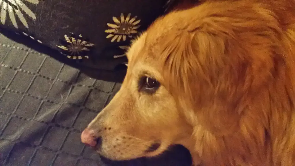 Condolence image of Anne-Rose Himstedt