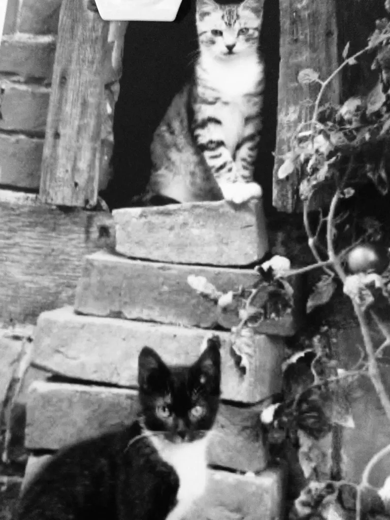 Image from Pünktchen