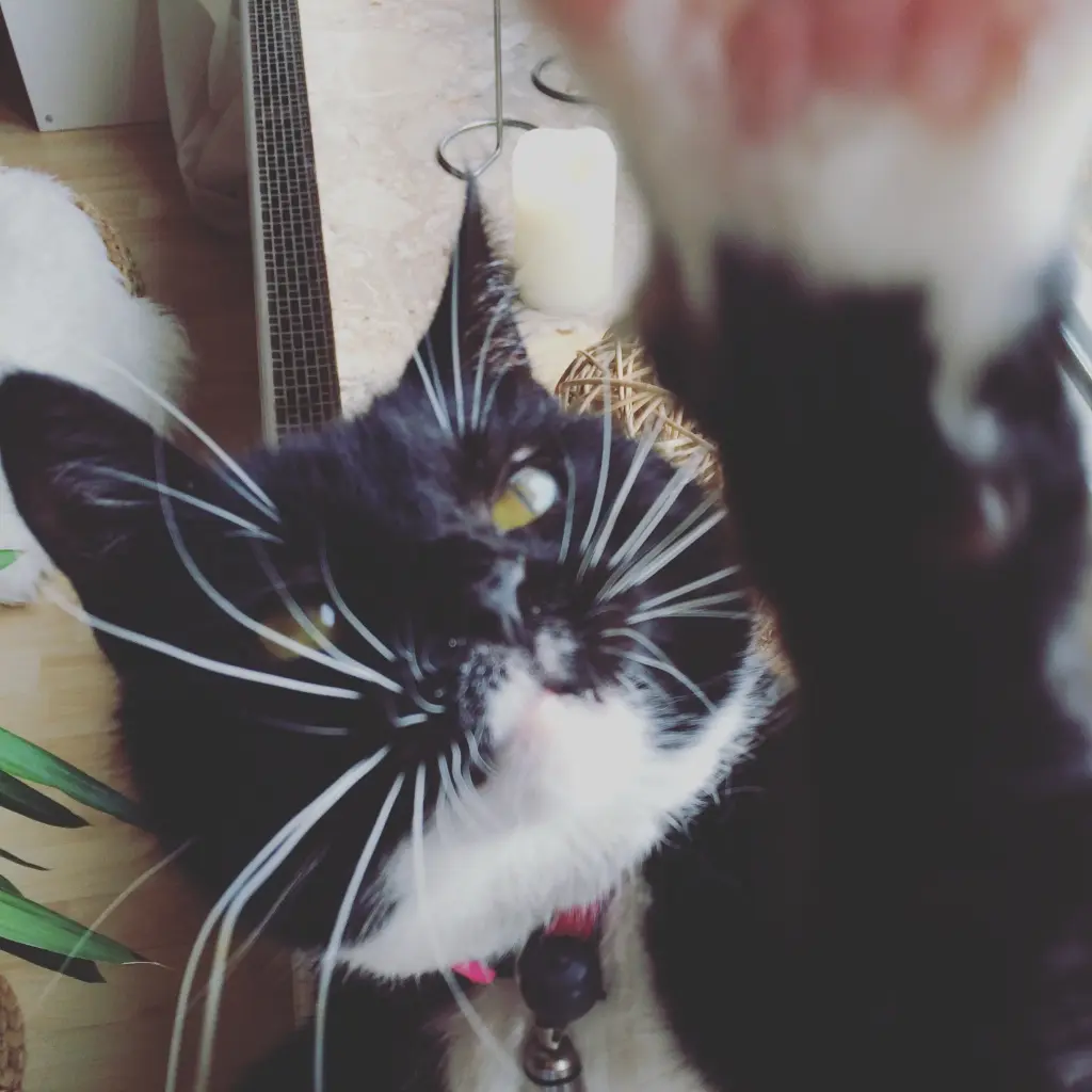 Image from Pünktchen