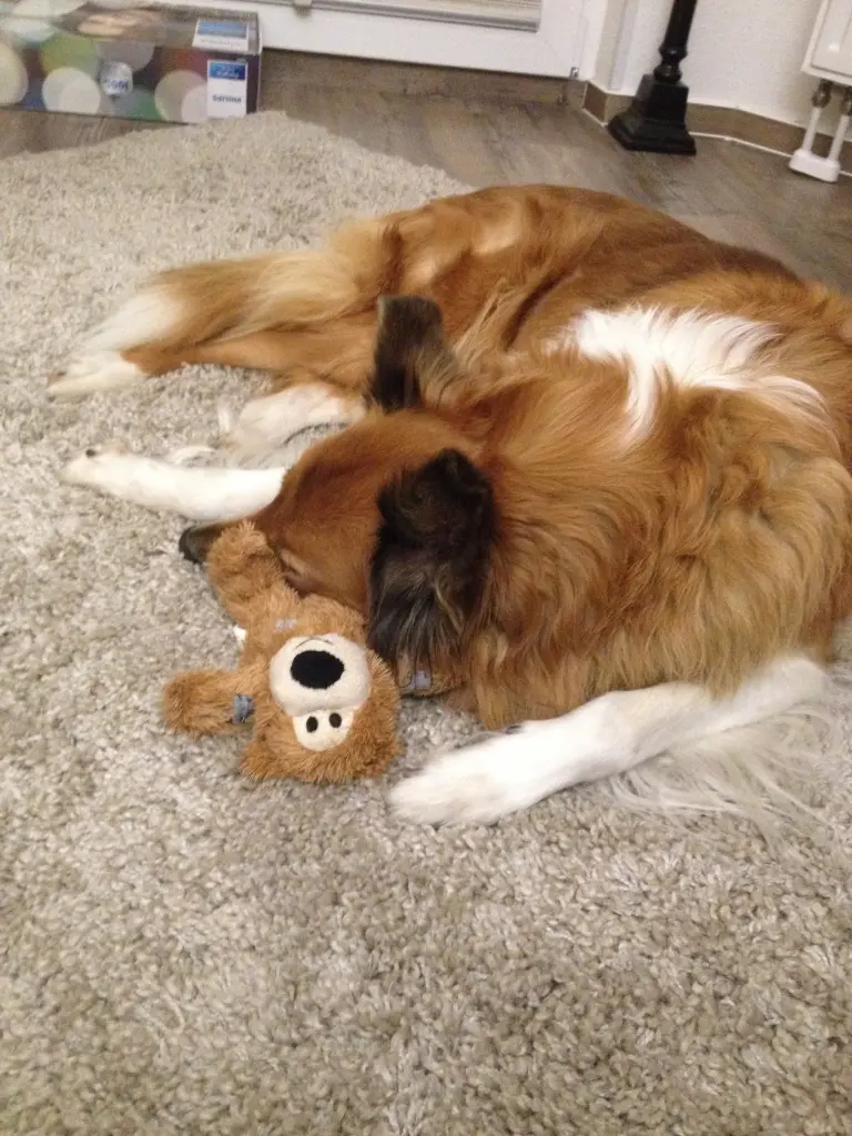 Andachtsbild von Katharina mit Merle im Herzen