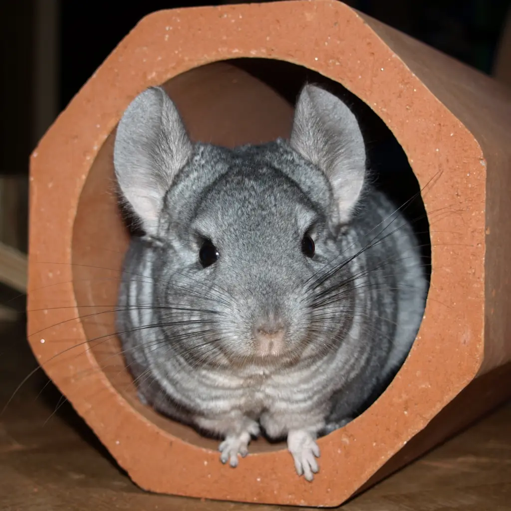 Bild von Mausi
