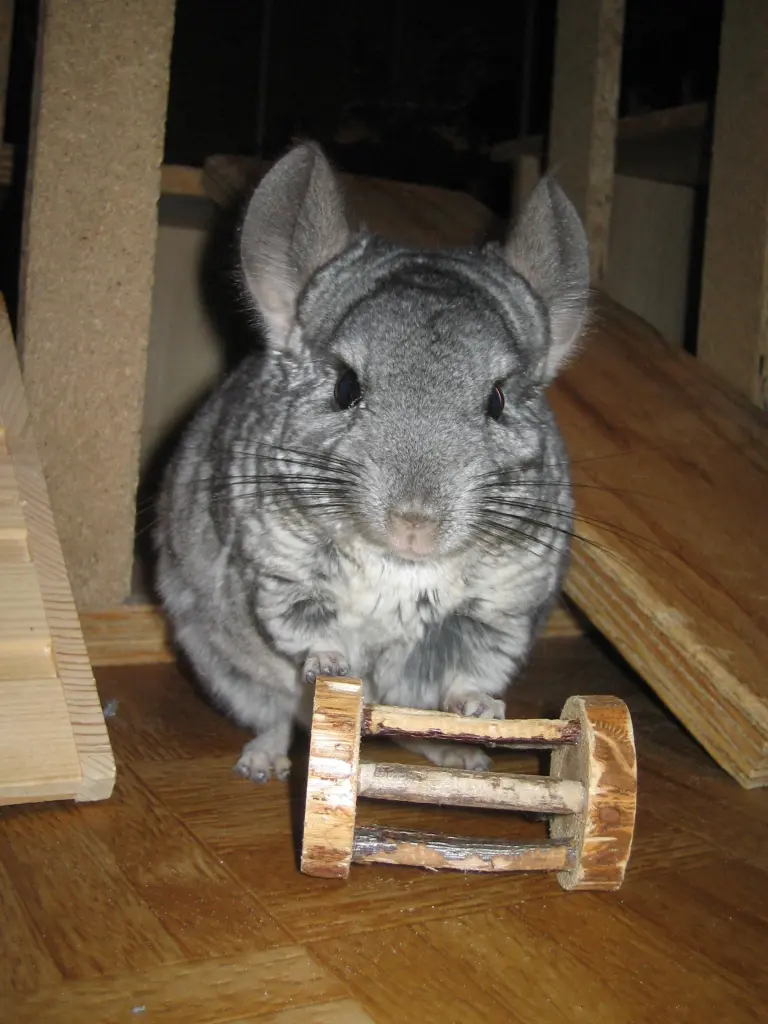 Bild von Mausi