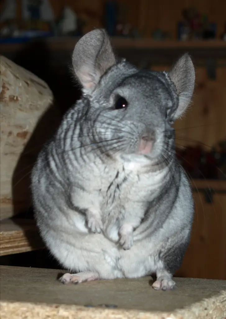 Bild von Mausi