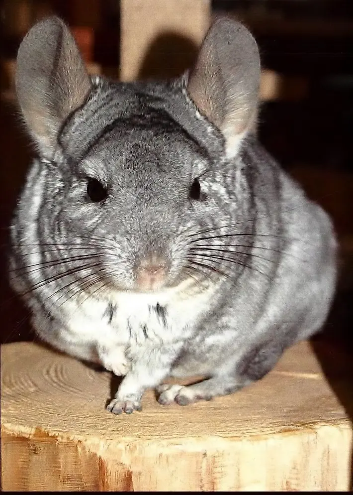 Bild von Mausi