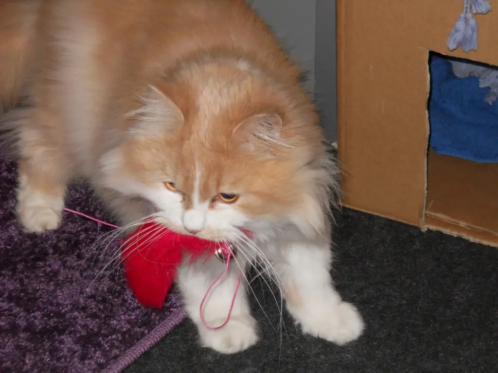 Condolence image of Petra vom Sternenkind Leo