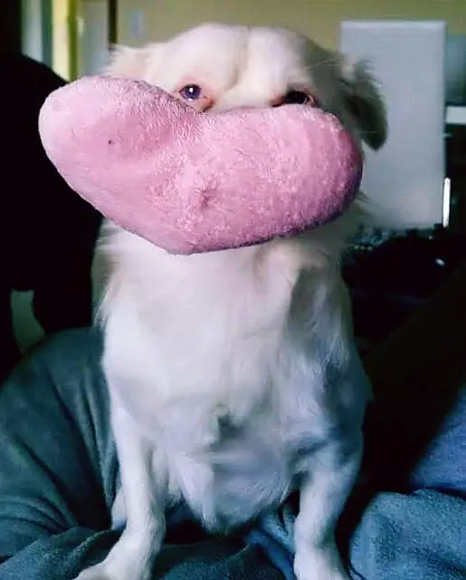 Condolence image of Nadine & Gandalf