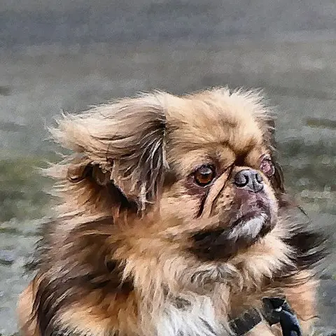 Condolence image of Ein