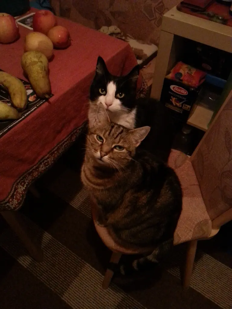 Condolence image of Peter und Marina mit Whisky Gestorben am 25.11.2017