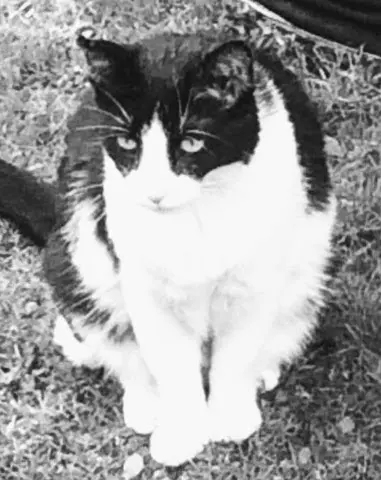 Condolence image of Monika mit Seelenkater Carlo tief im Herzen gestorben am 10. Juli 2017